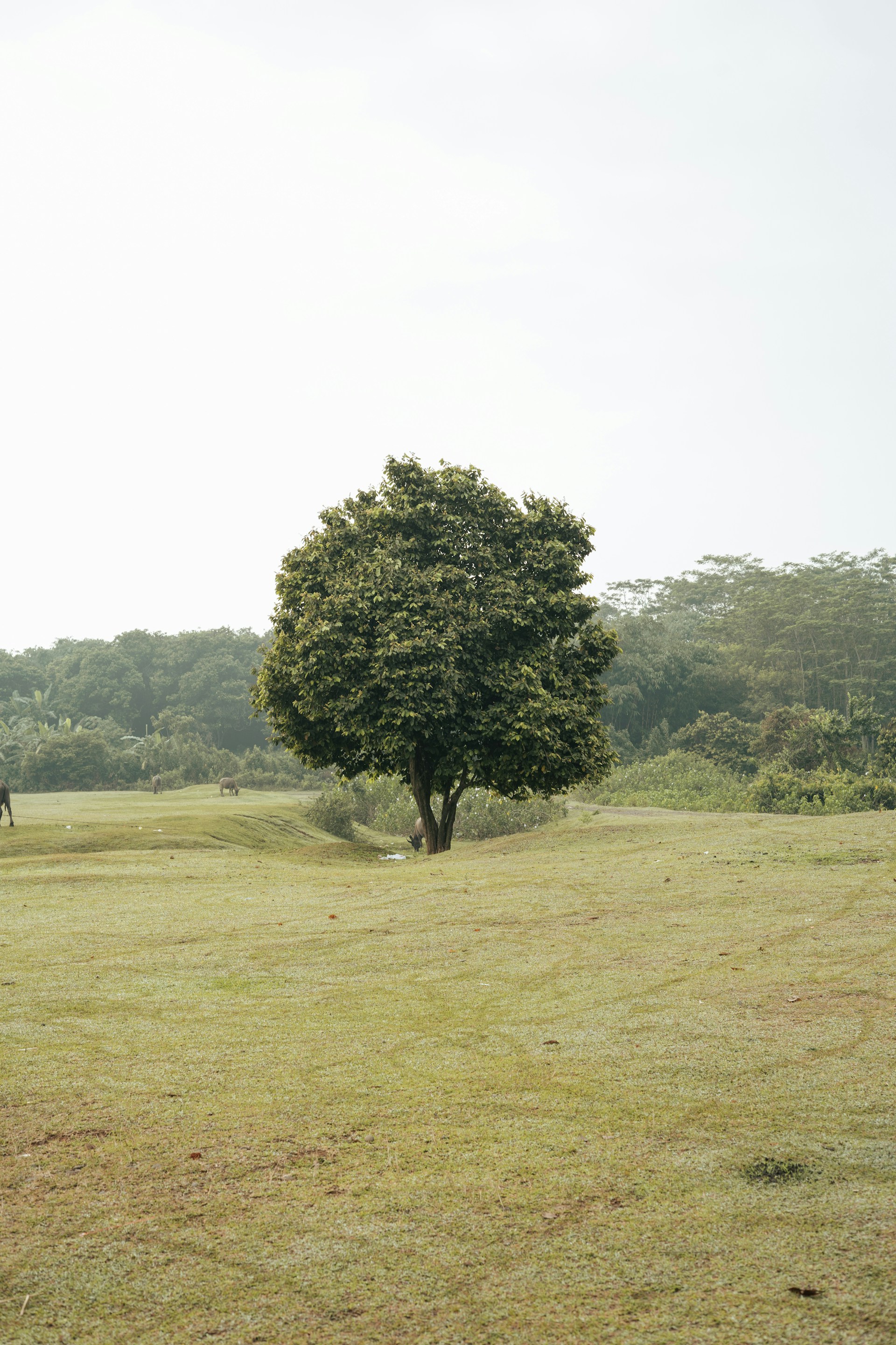 green tree on green grass field during daytime