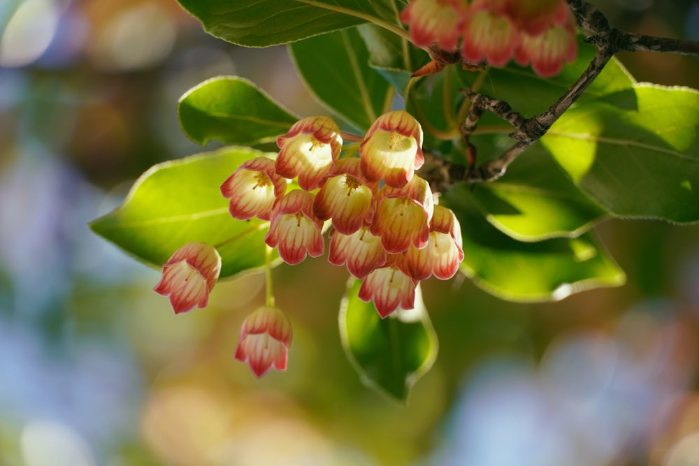 pink and white flower in tilt shift lens