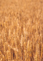 brown wheat field during daytime