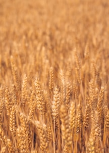 brown wheat field during daytime