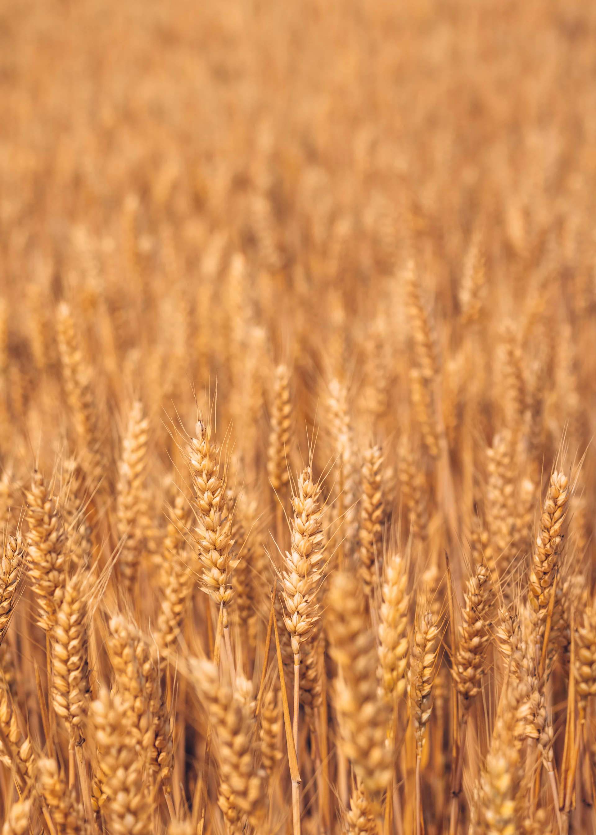 brown wheat field during daytime