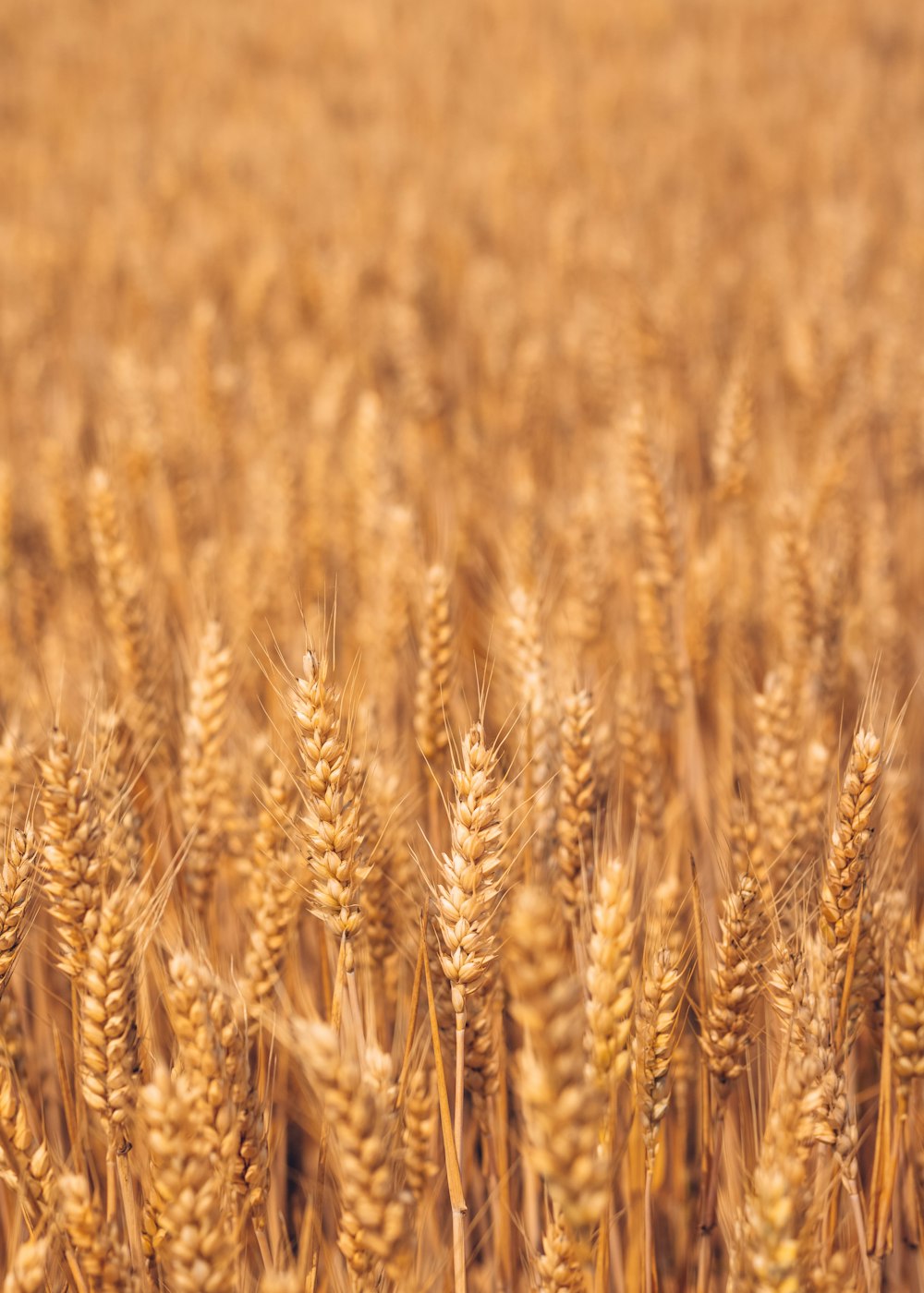 brown wheat field during daytime