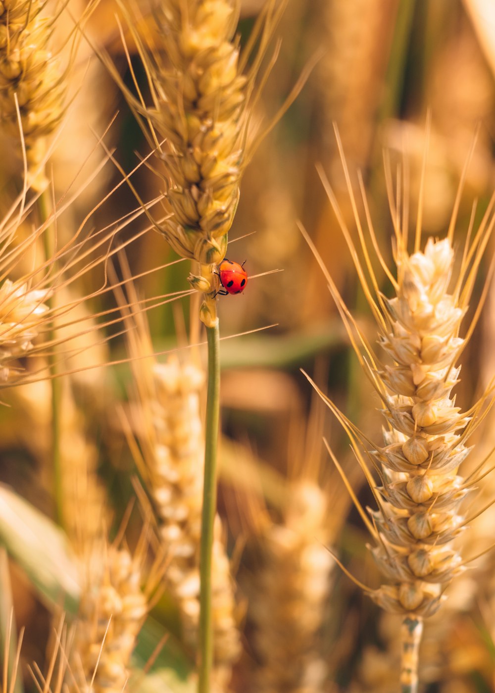 red ladybug on brown wheat during daytime