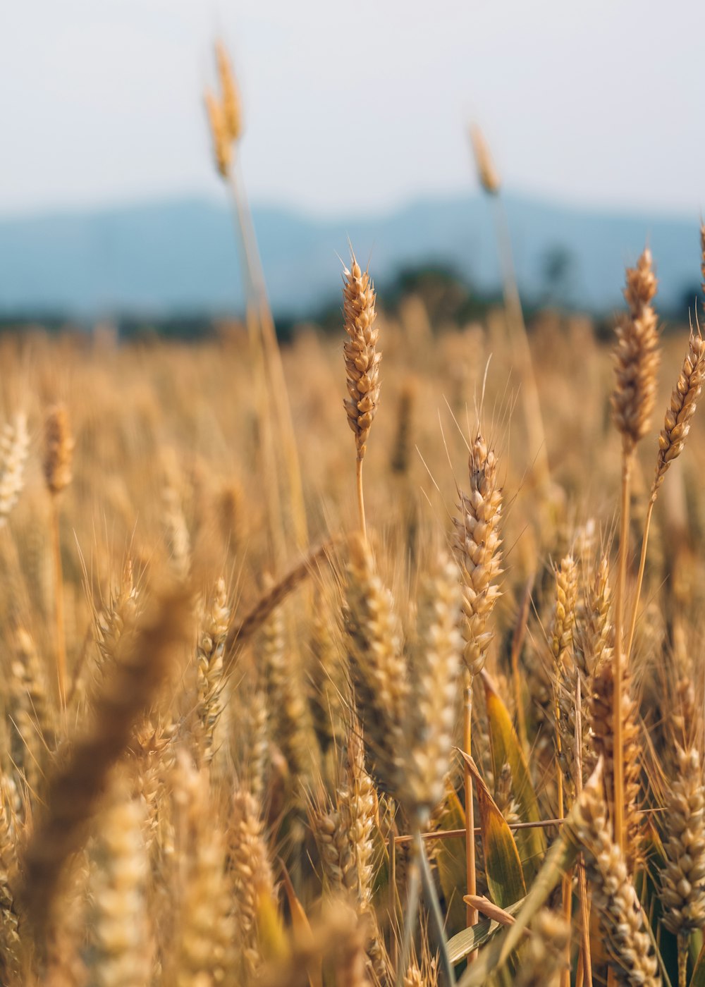 brown wheat field during daytime