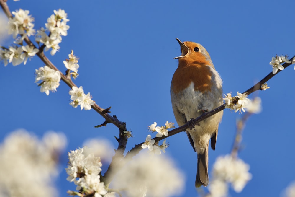 昼間、木の枝にとまる茶色と白の鳥