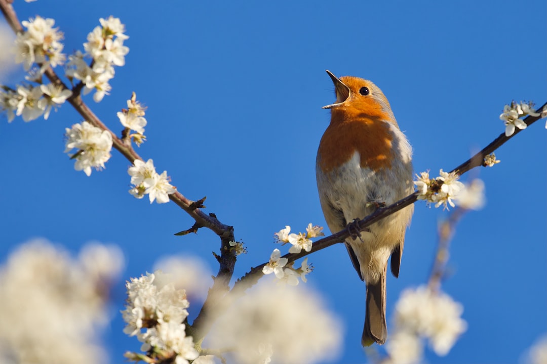  brown and white bird on tree branch during daytime robin