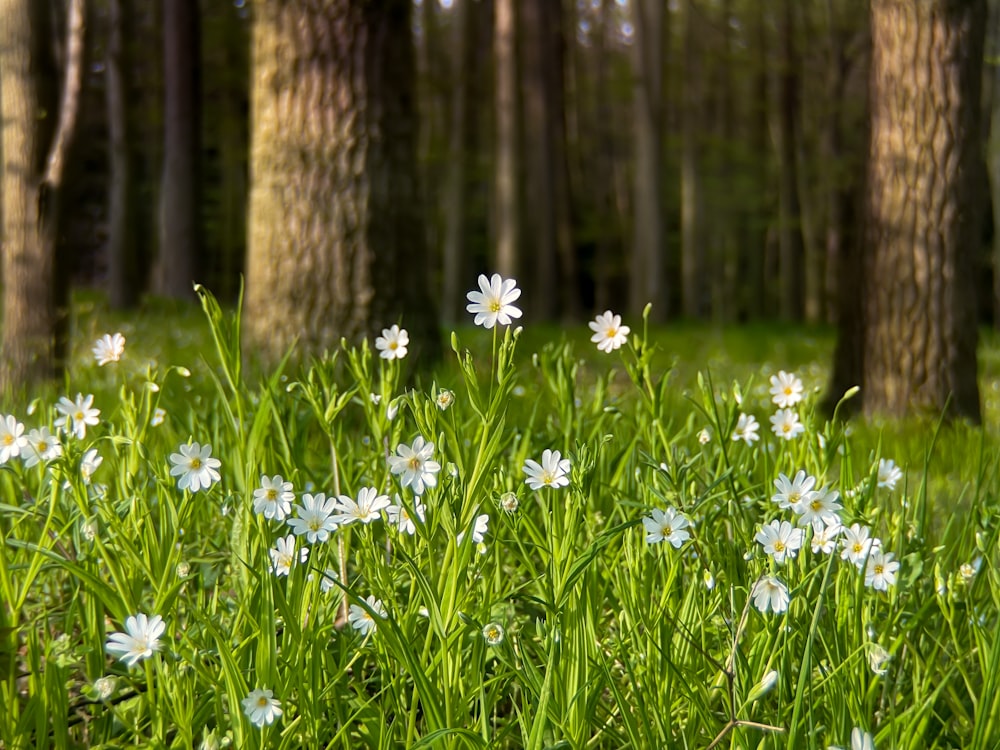 white flowers in forest during daytime
