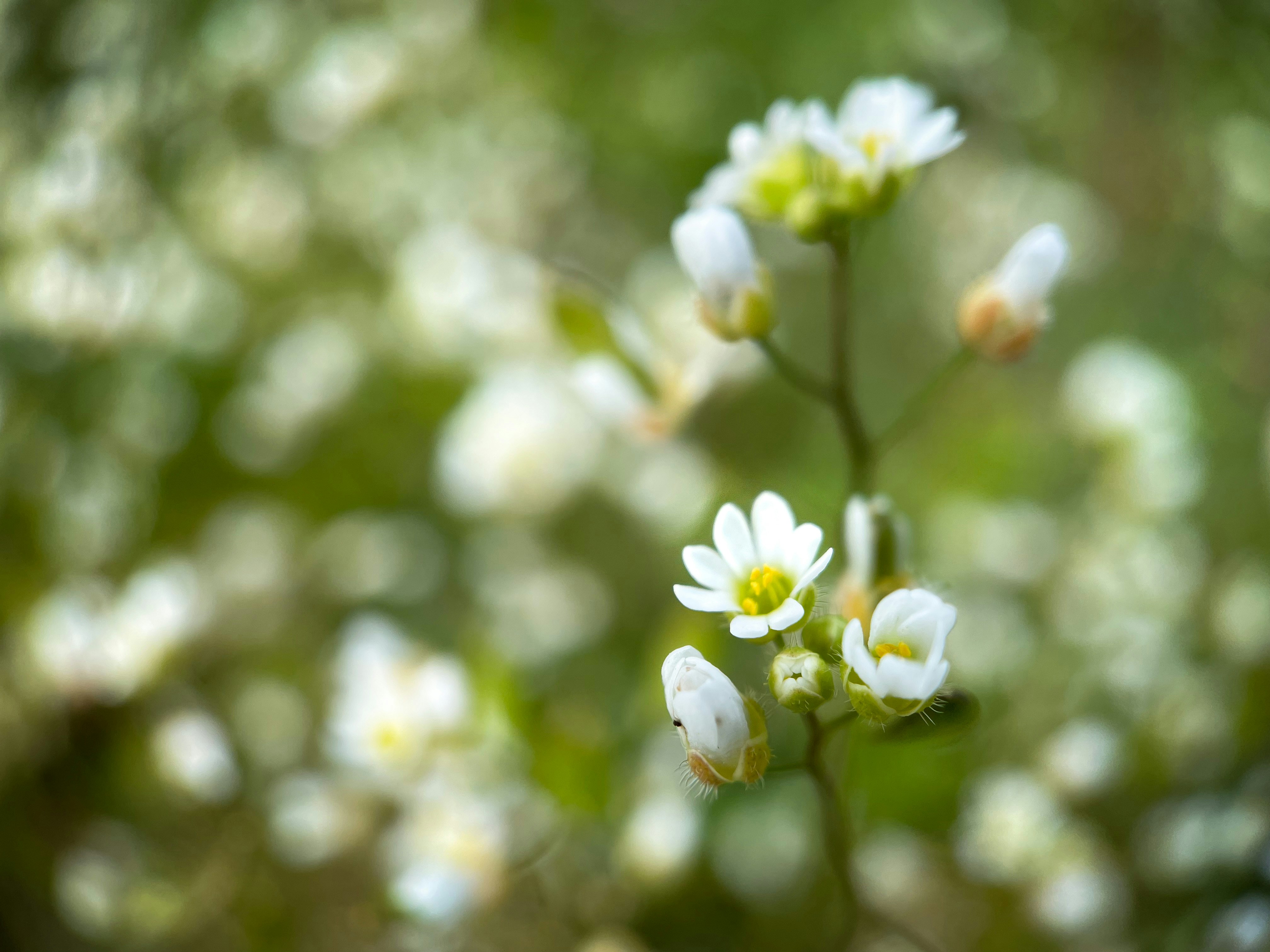 Photo by jindrichsamec