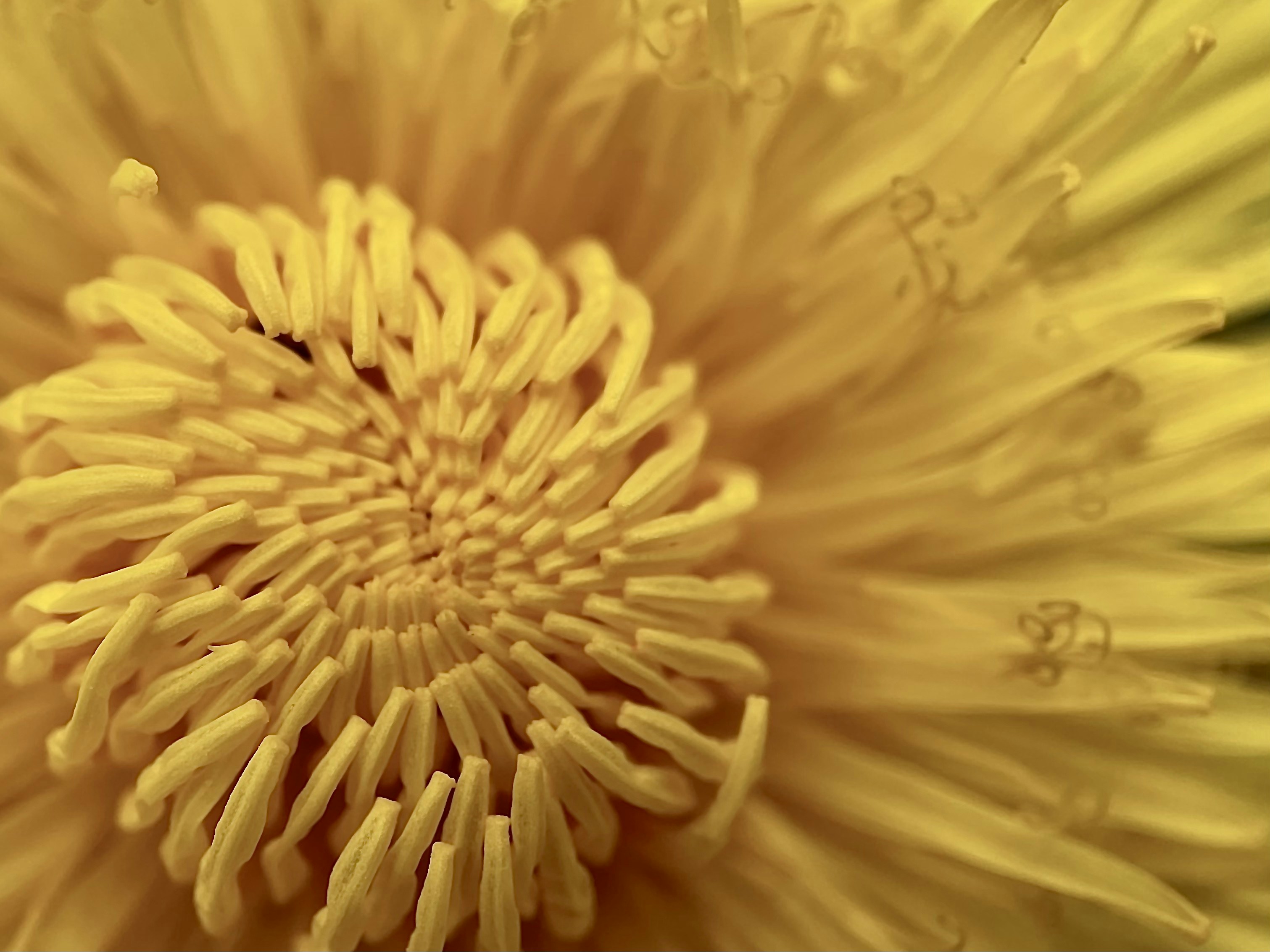 Photo by jindrichsamec