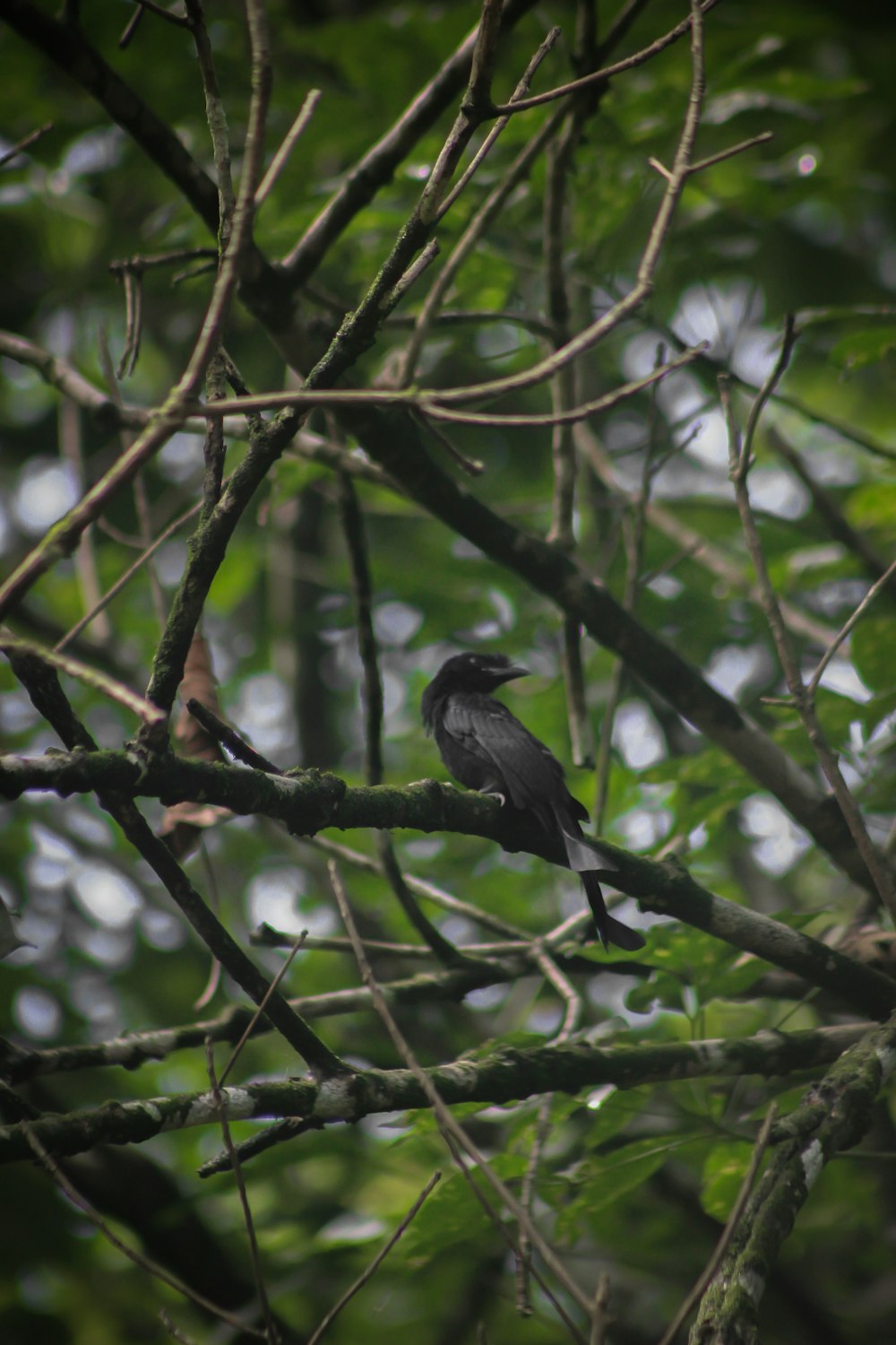 black bird on brown tree branch