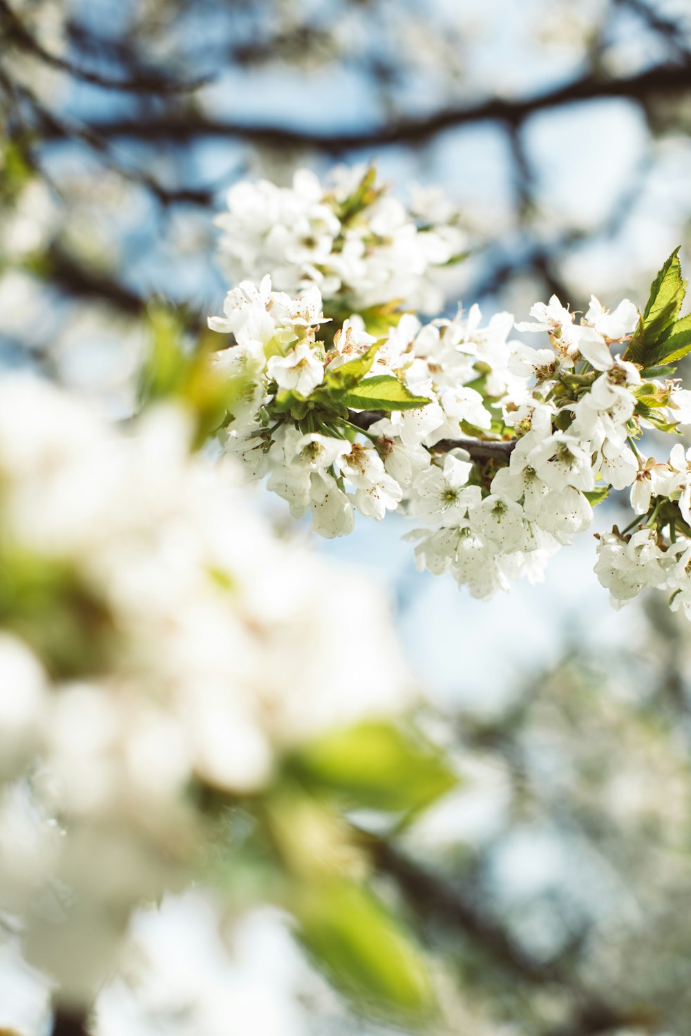 white cherry blossom in close up photography