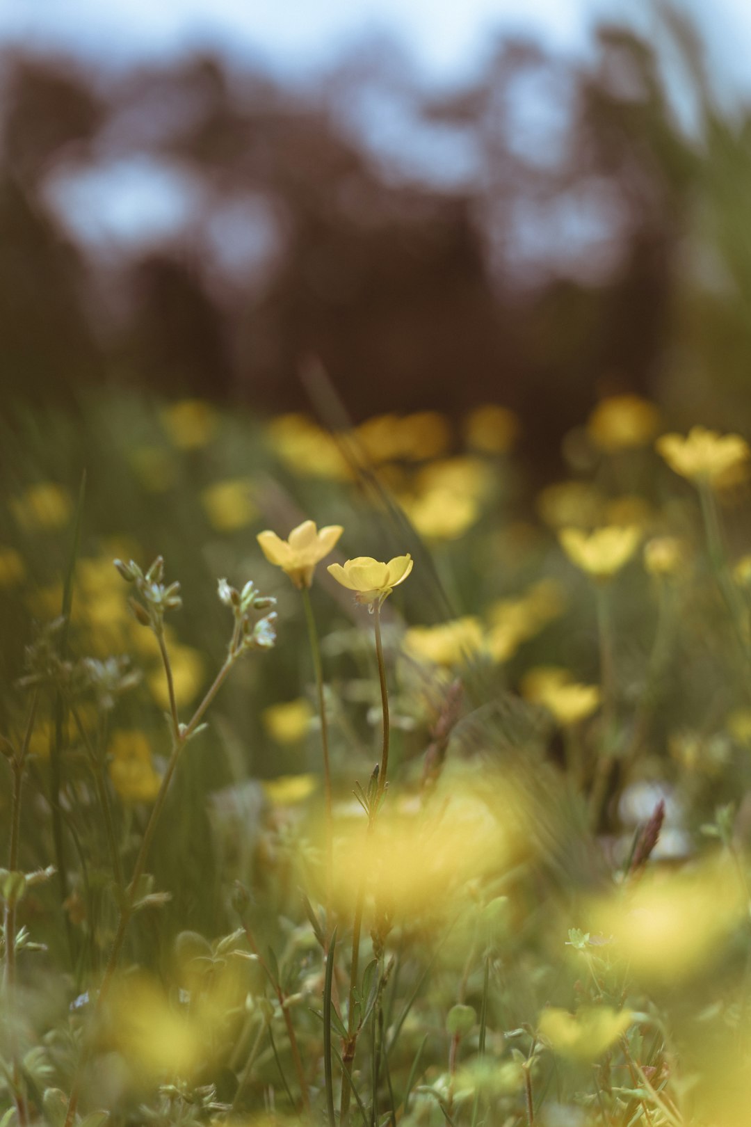 yellow daffodils in bloom during daytime