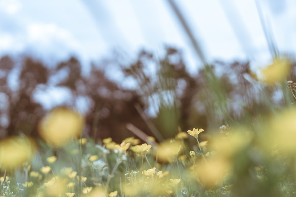 yellow flowers in tilt shift lens