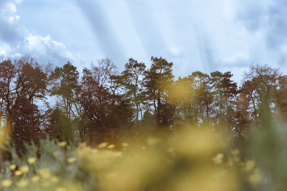 green trees under blue sky during daytime