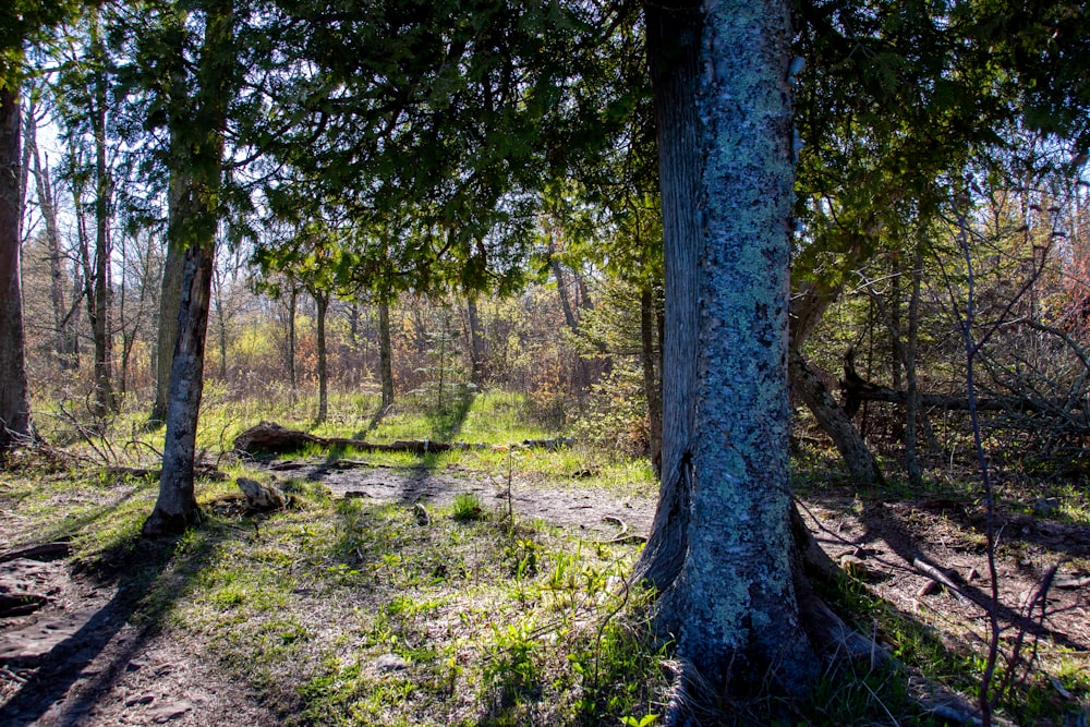 green grass and brown tree trunk