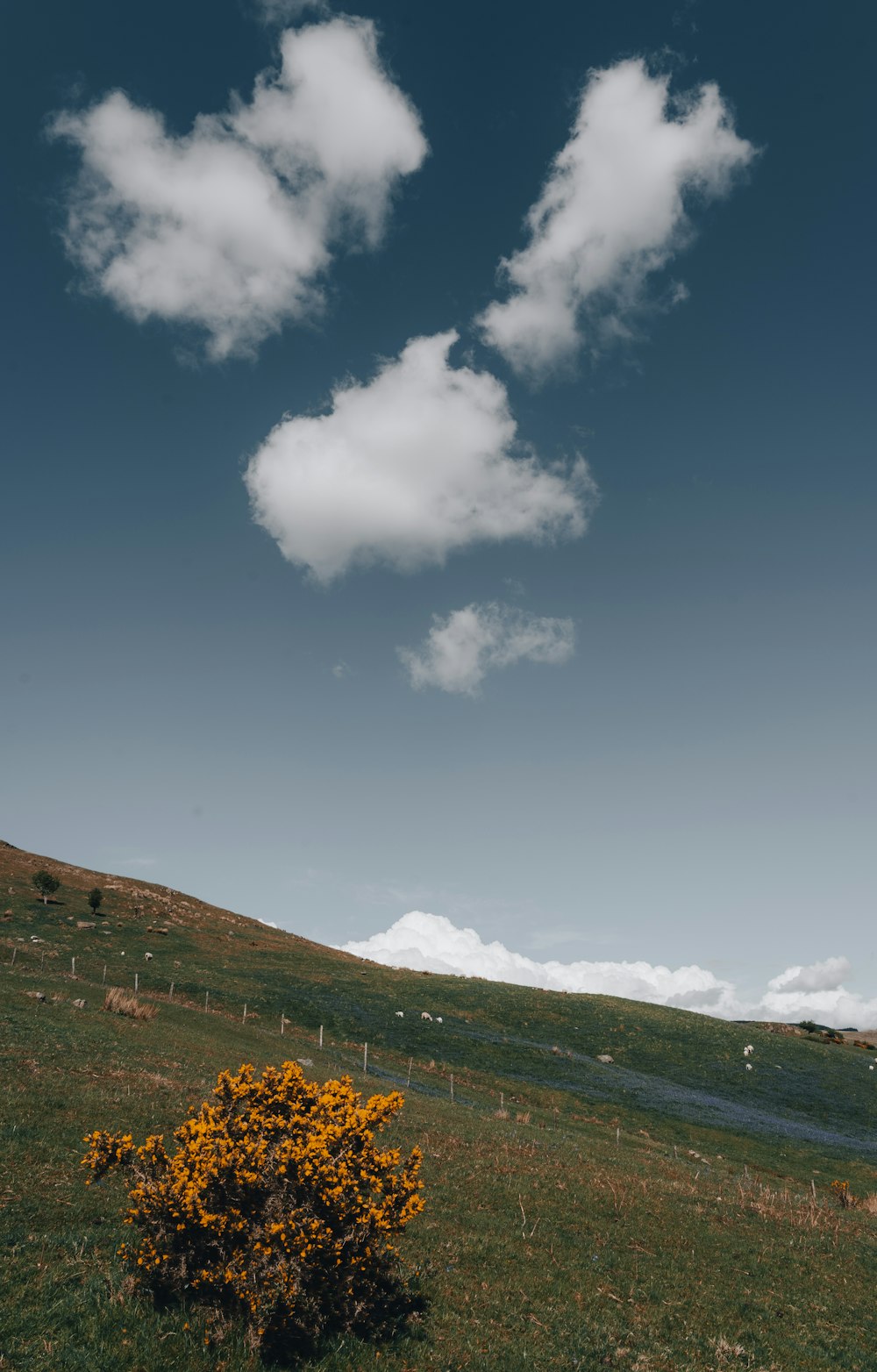 green grass field under blue sky and white clouds during daytime