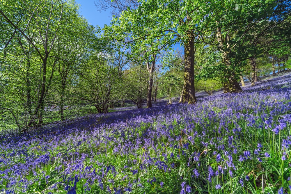 purple flower field during daytime