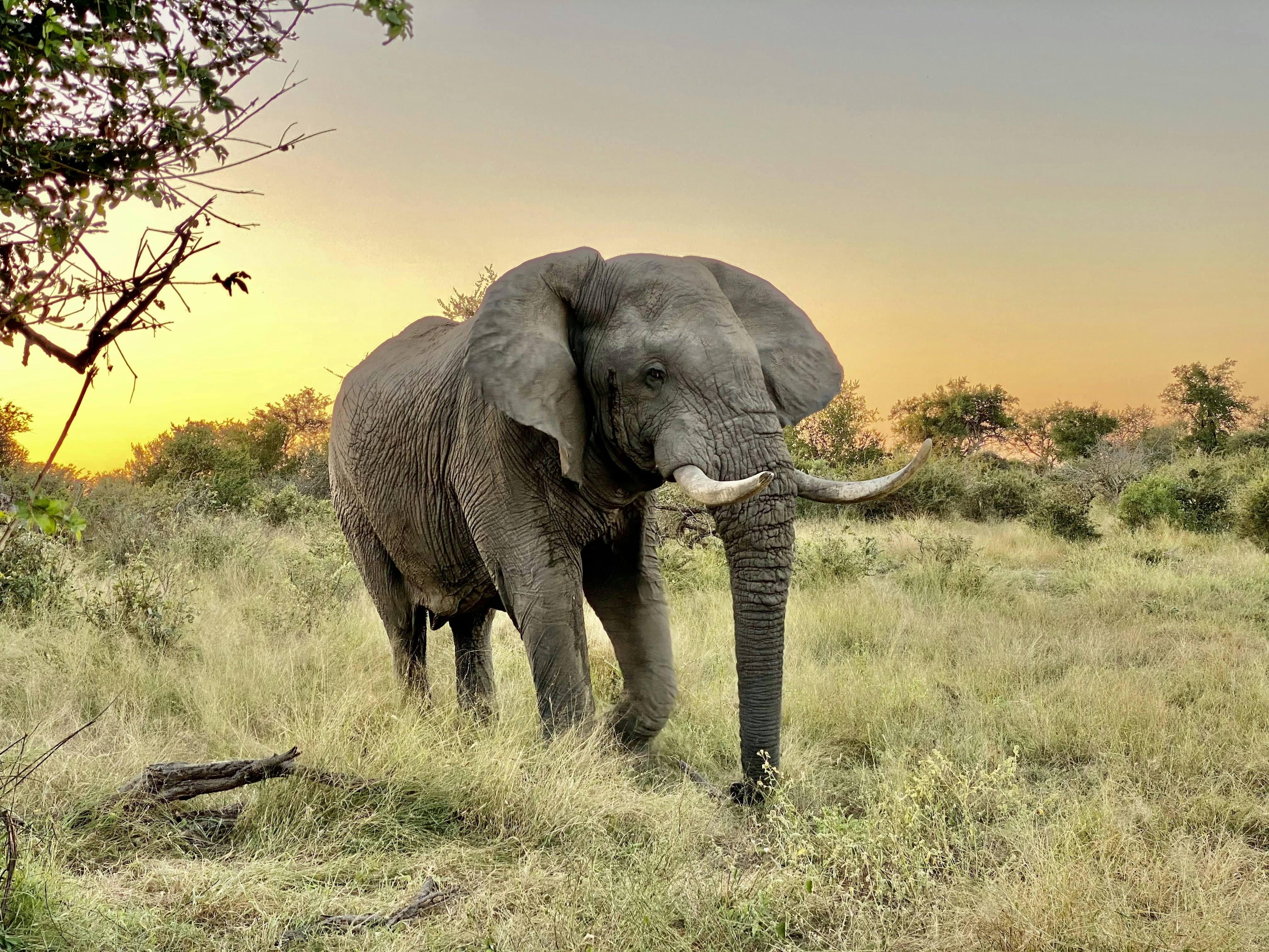 African elephant walking through golden grass at sunset during Big Five game drive in private reserve