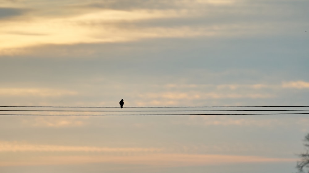 silhouette d’oiseau sur fil sous ciel nuageux pendant la journée