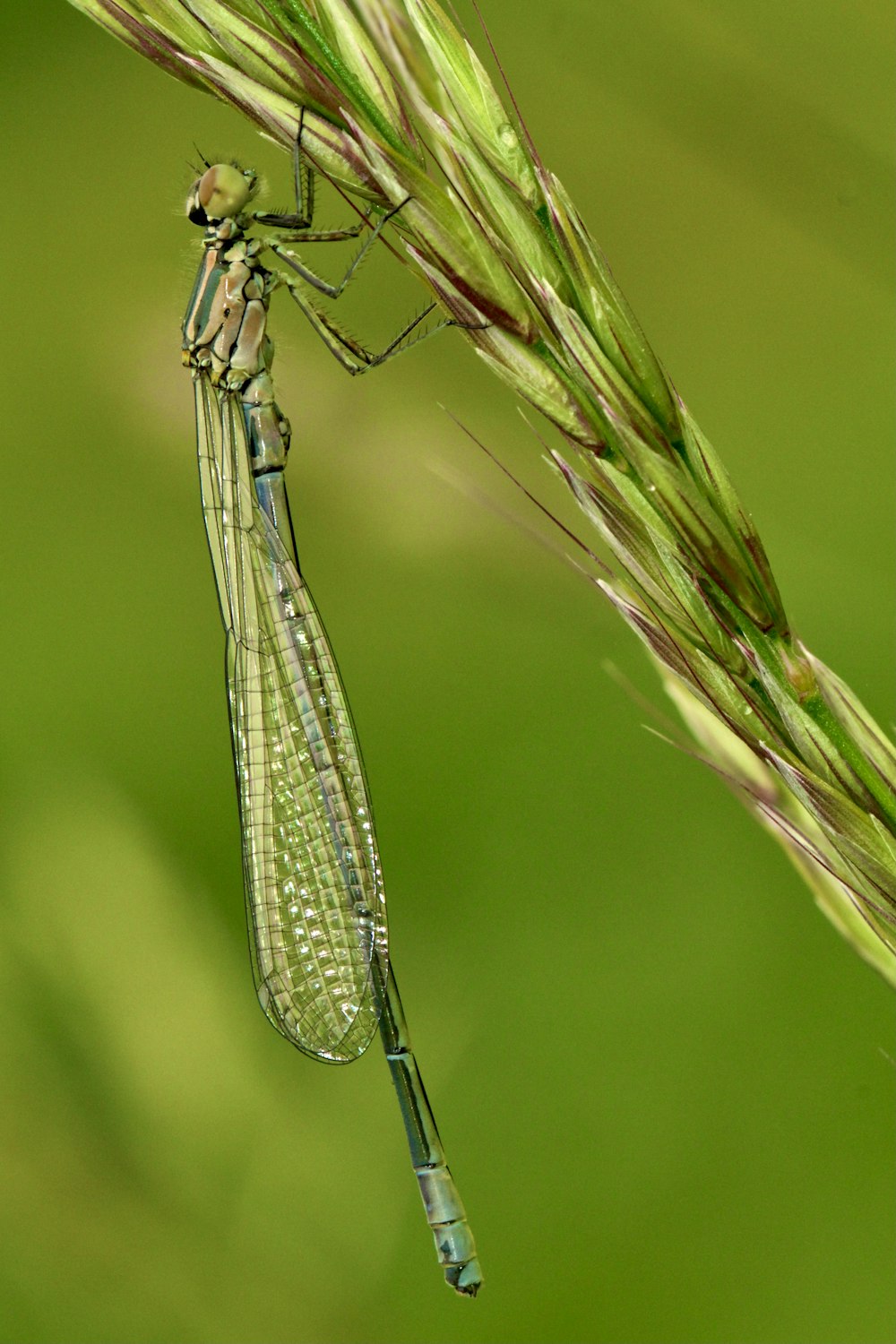 black damselfly perched on green grass in close up photography during daytime
