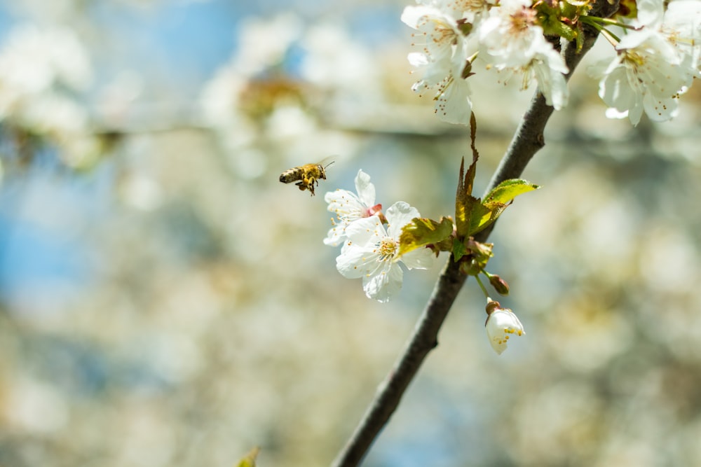 white cherry blossom in close up photography