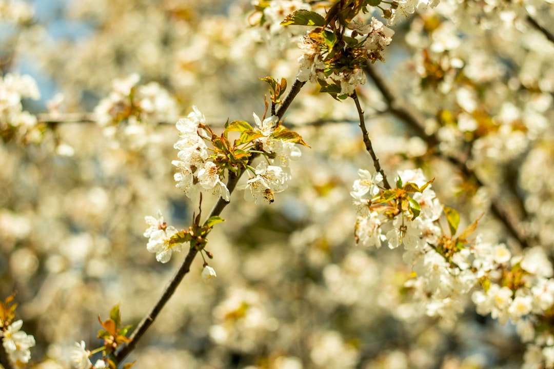 white cherry blossom in bloom during daytime