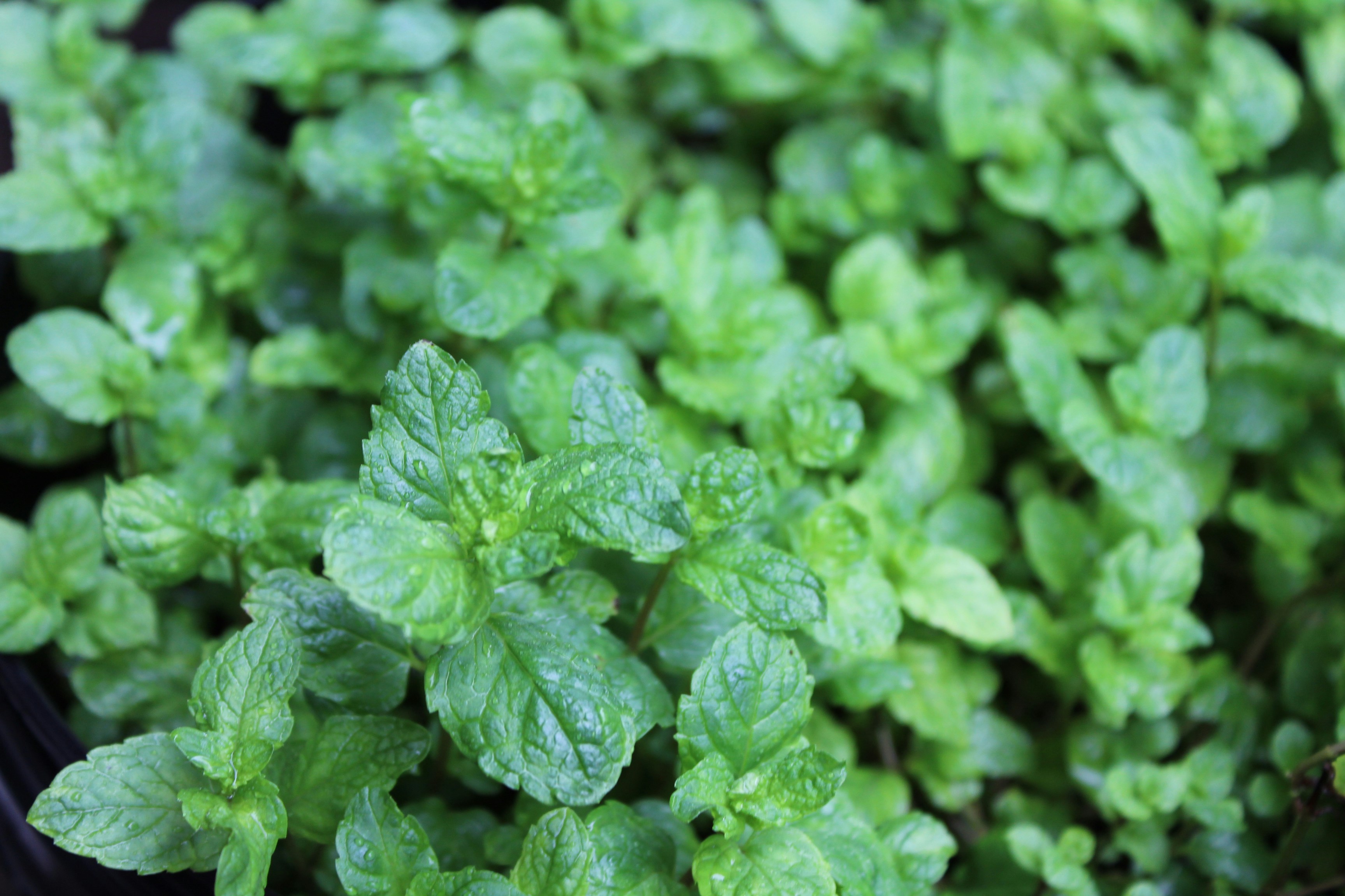 Mint leaves