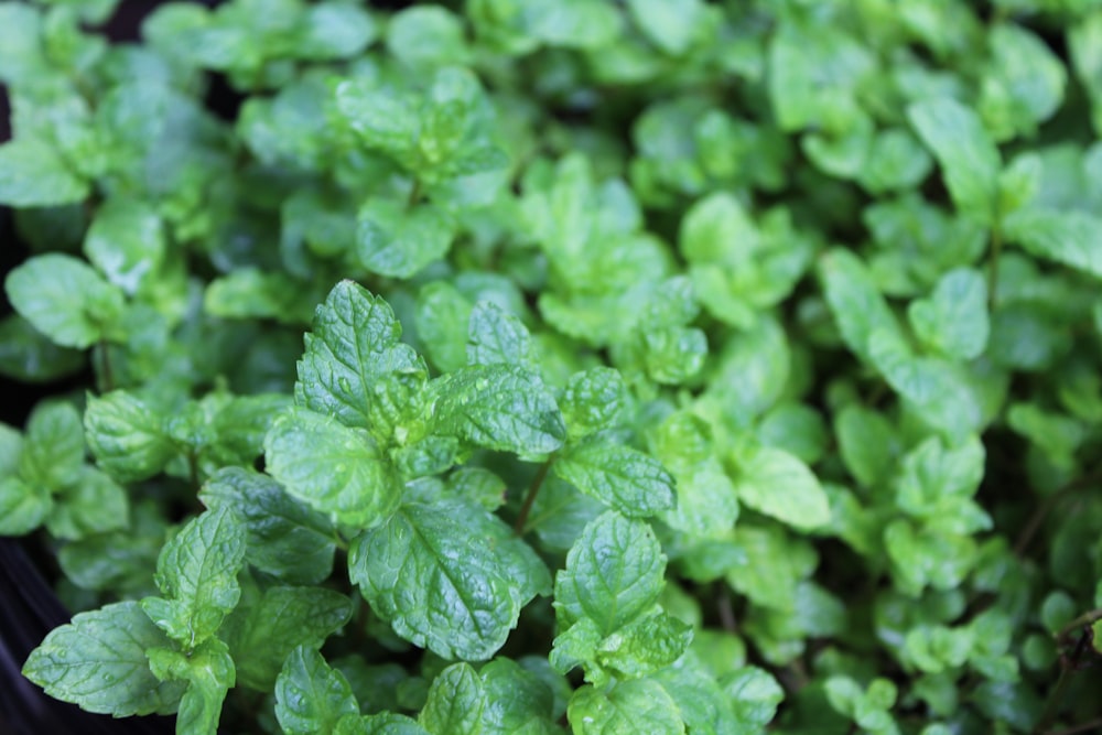 green leaves in macro lens