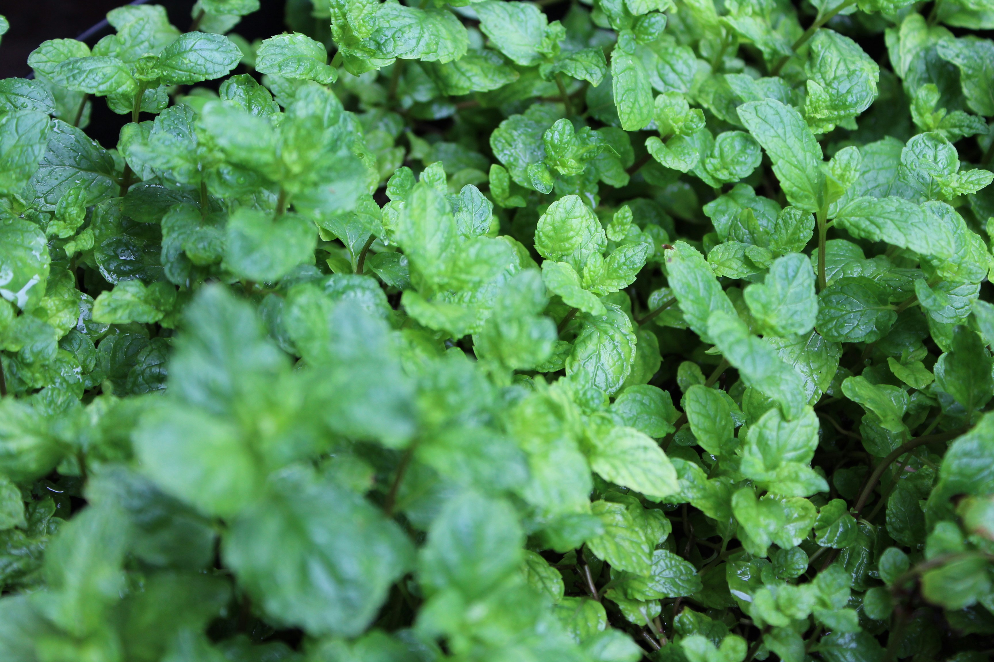 Fresh mint leaves