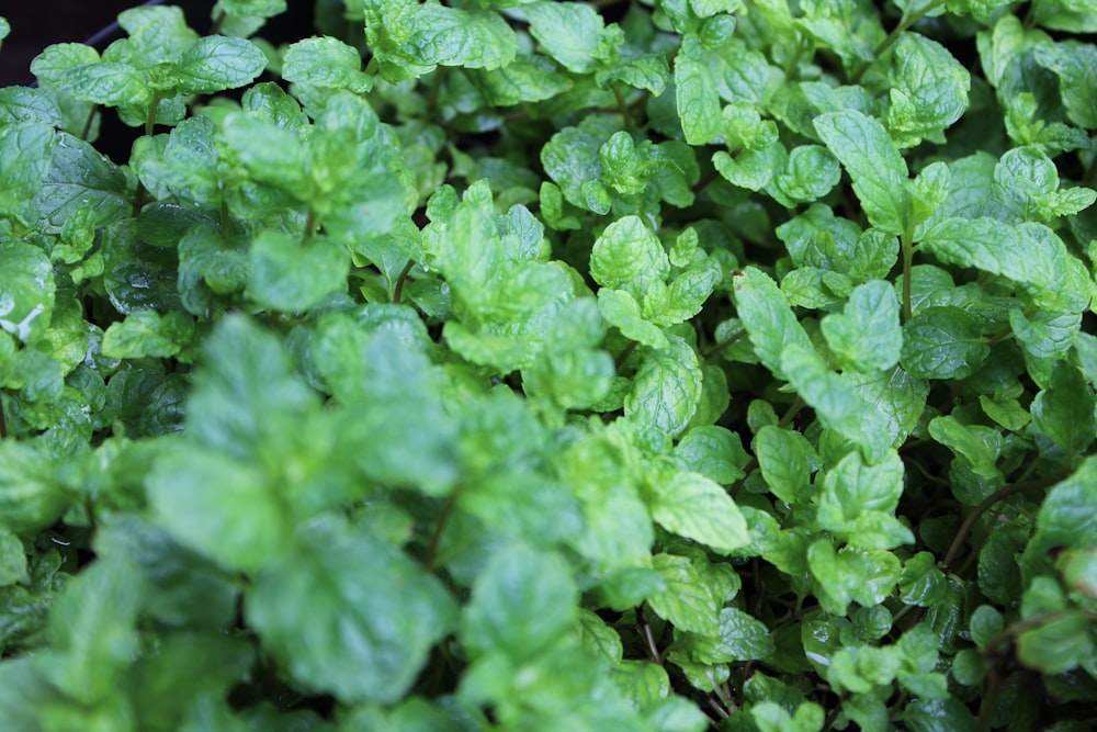 green leaves in close up photography