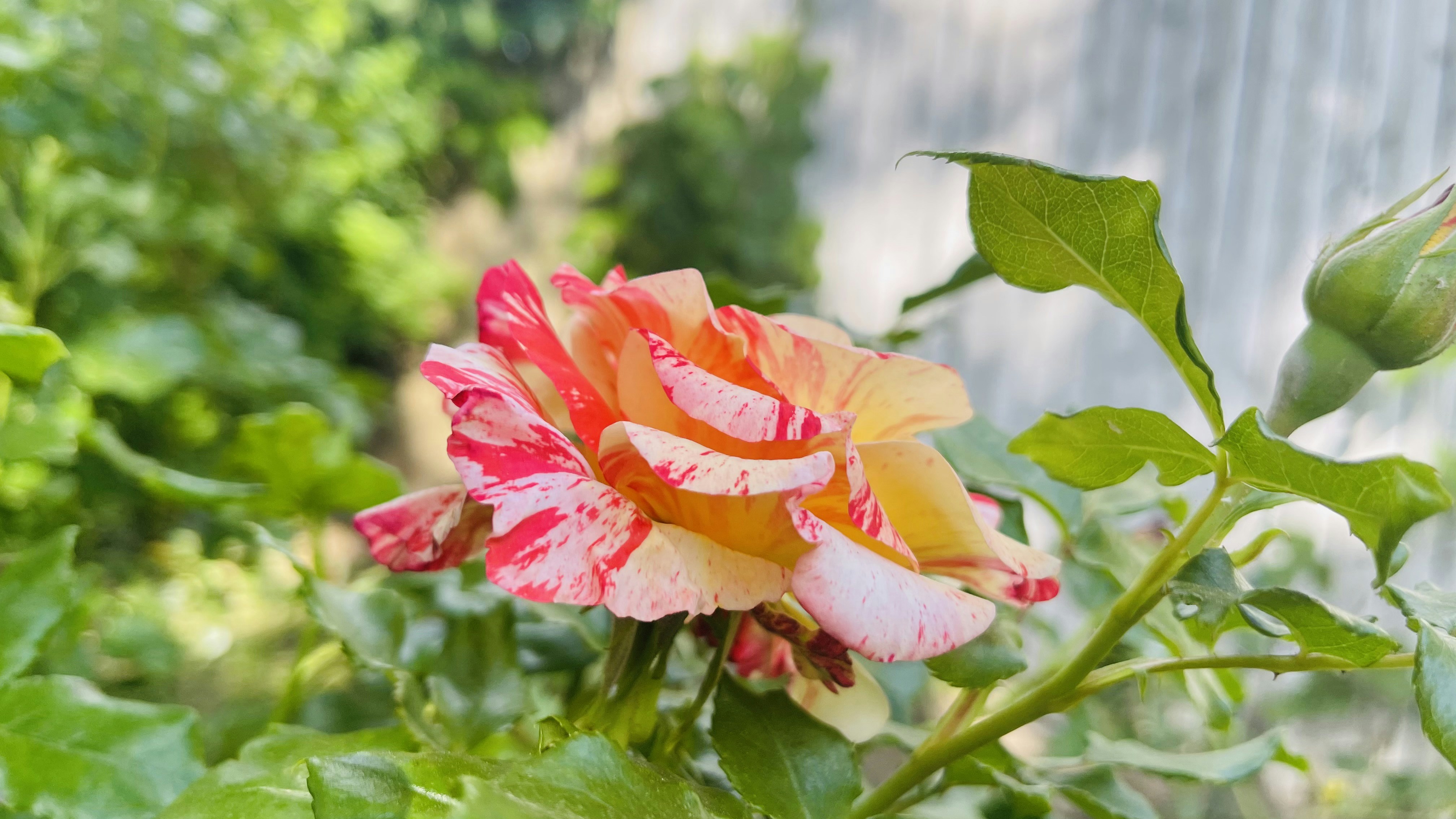 Photo by sajidmahmoodny