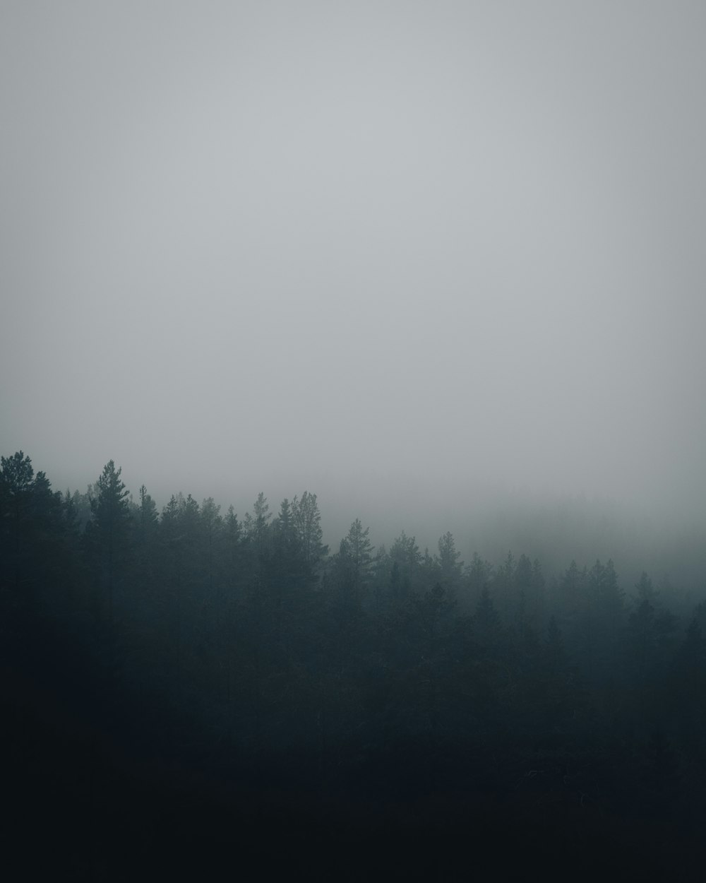 green trees under white sky