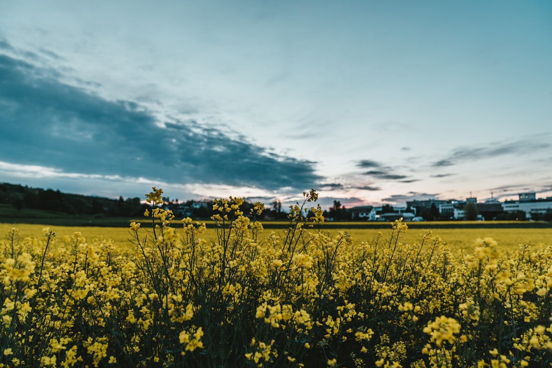 yellow flower field under cloudy sky during daytime