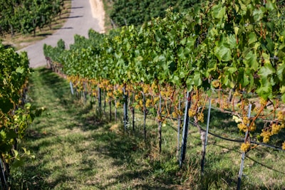 A vineyard with lush green grapevines stretching across the landscape. The vines are supported by metal trellises, and clusters of grapes can be seen hanging. The ground is covered with grass, and a narrow dirt path cuts through the vineyard.