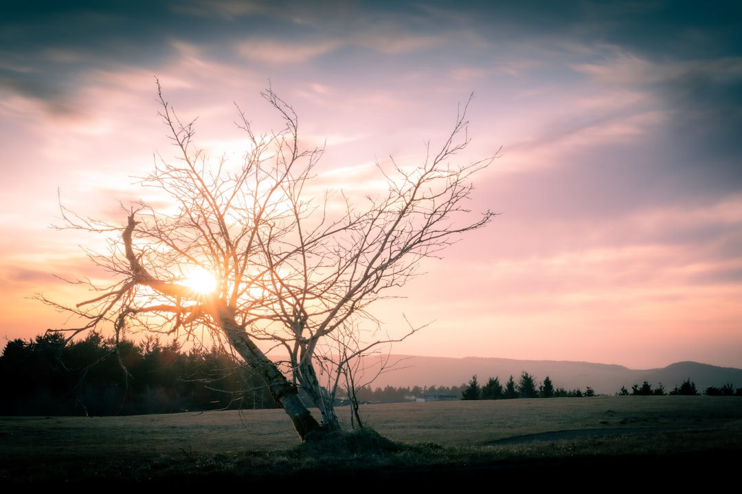 leafless tree near body of water during sunset