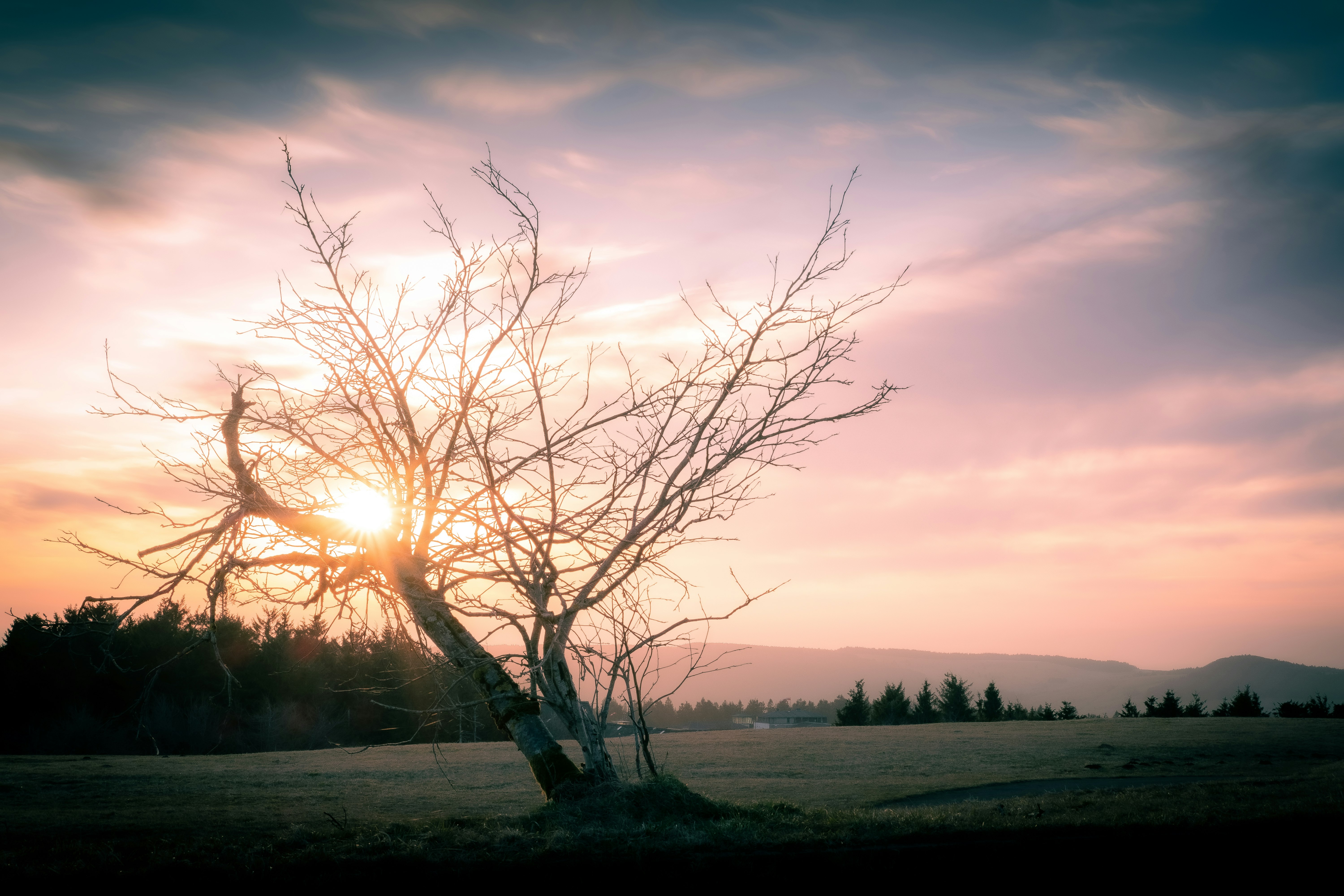 leafless tree near body of water during sunset