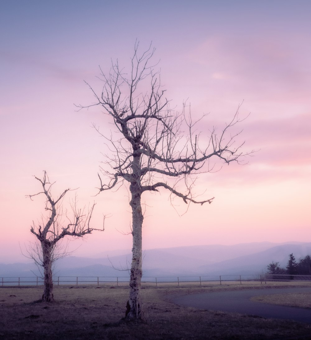 leafless tree on brown field during daytime