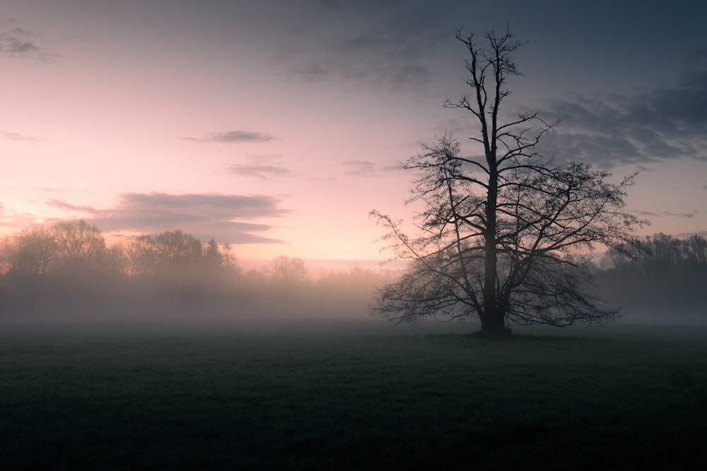 bare tree on green grass field during sunset