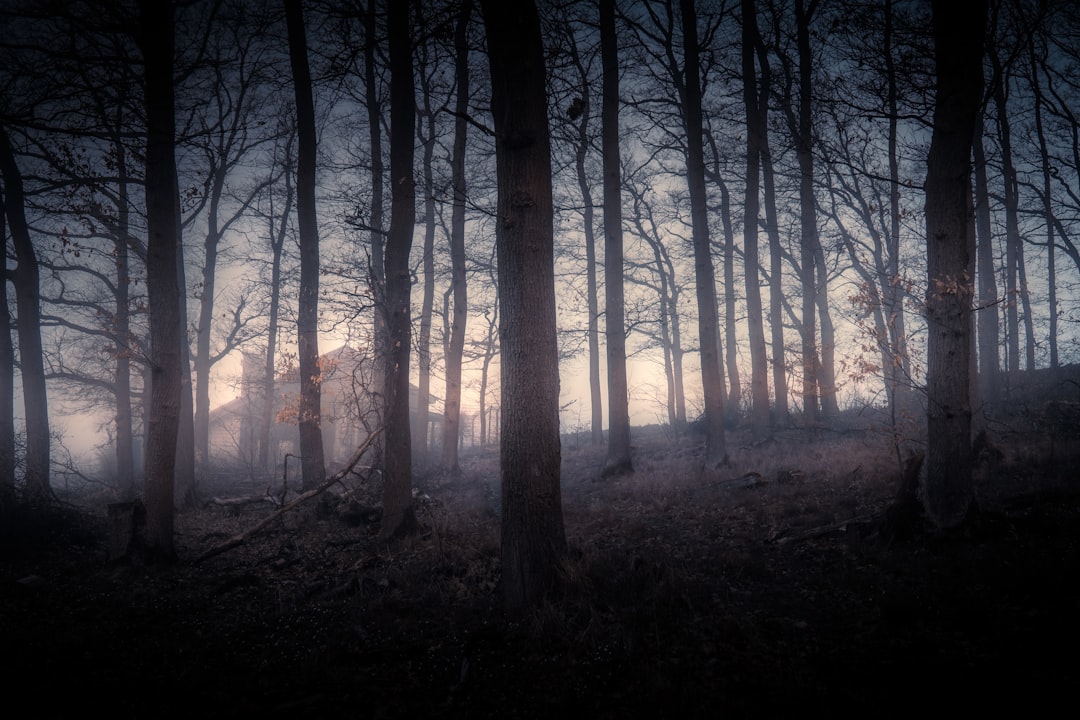 brown trees on forest during daytime,