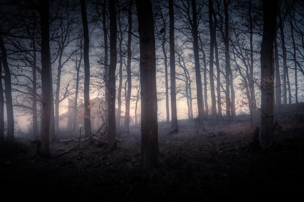 brown trees on forest during daytime