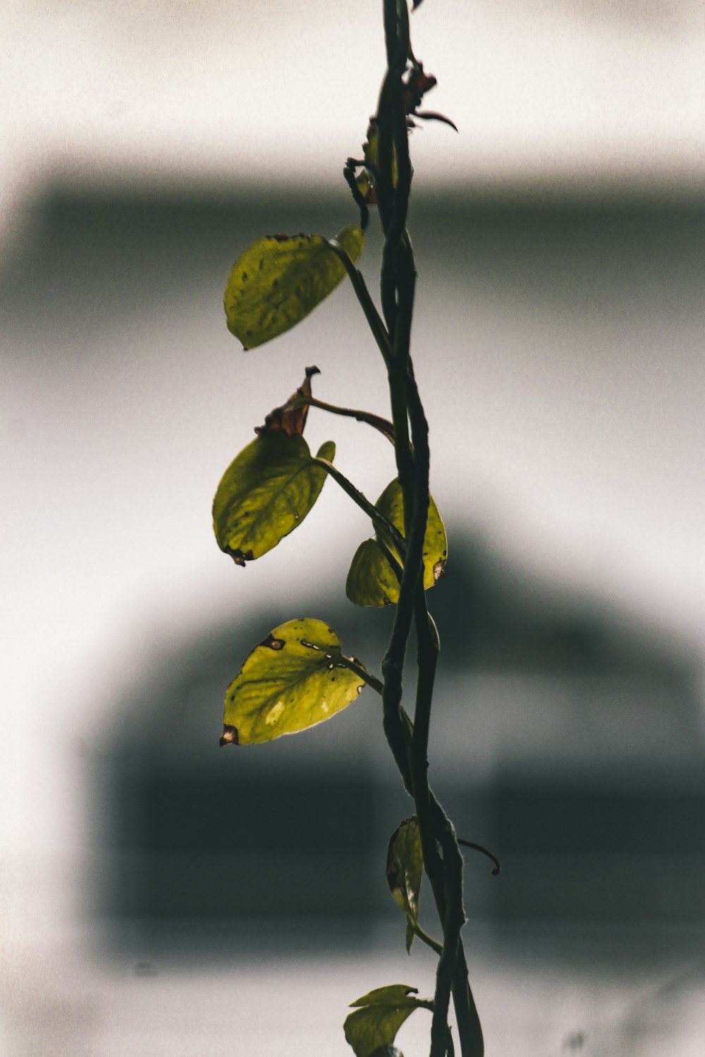 green leaf plant in close up photography