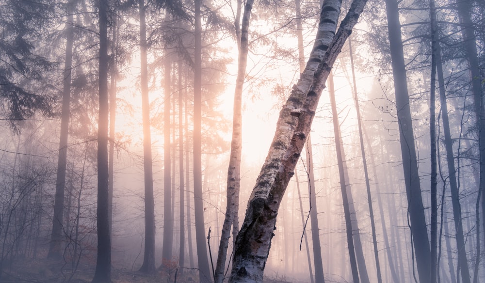 brown trees with fog during daytime