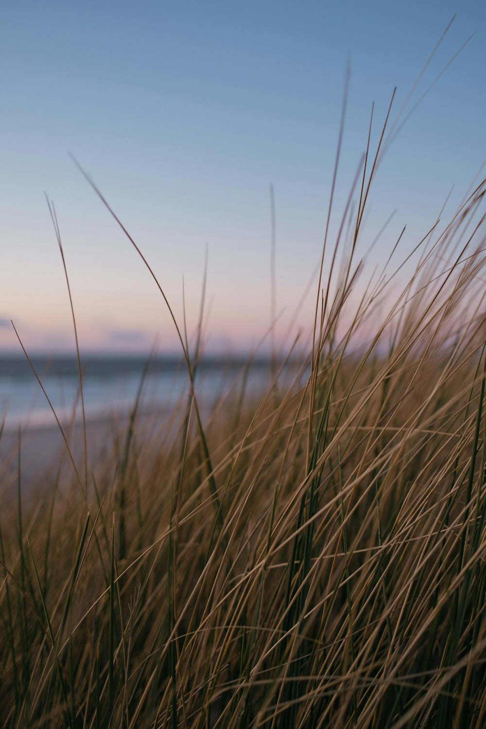 brown grass near body of water during daytime