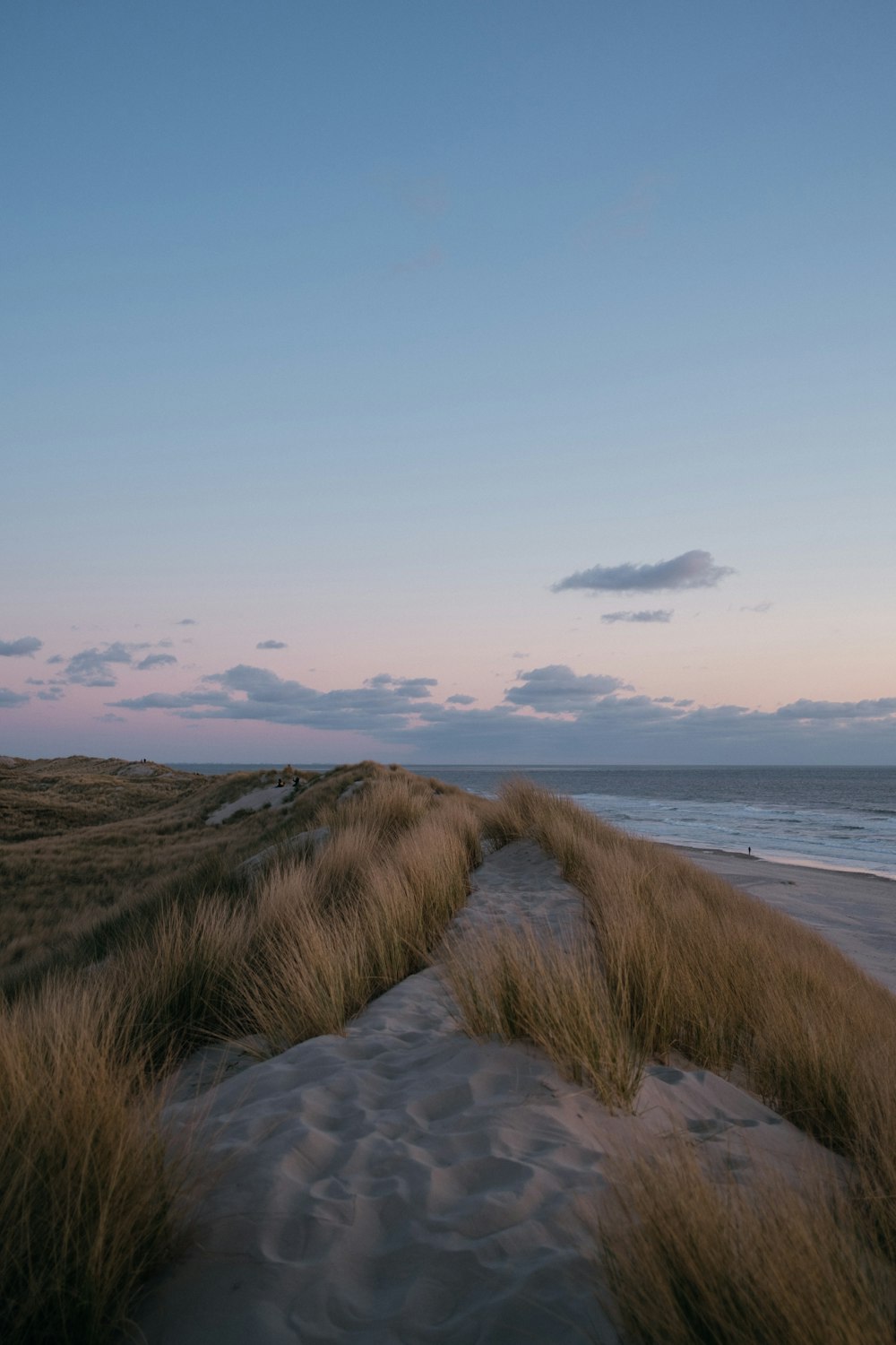 brown grass on seashore during daytime