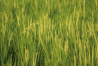 green grass field during daytime
