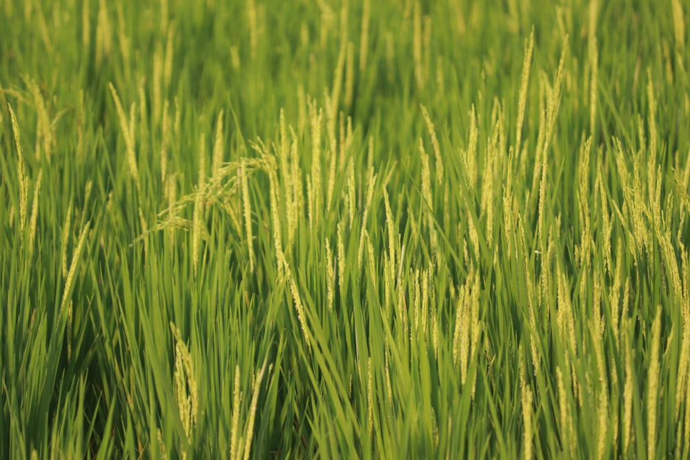 Campo de hierba verde durante el día