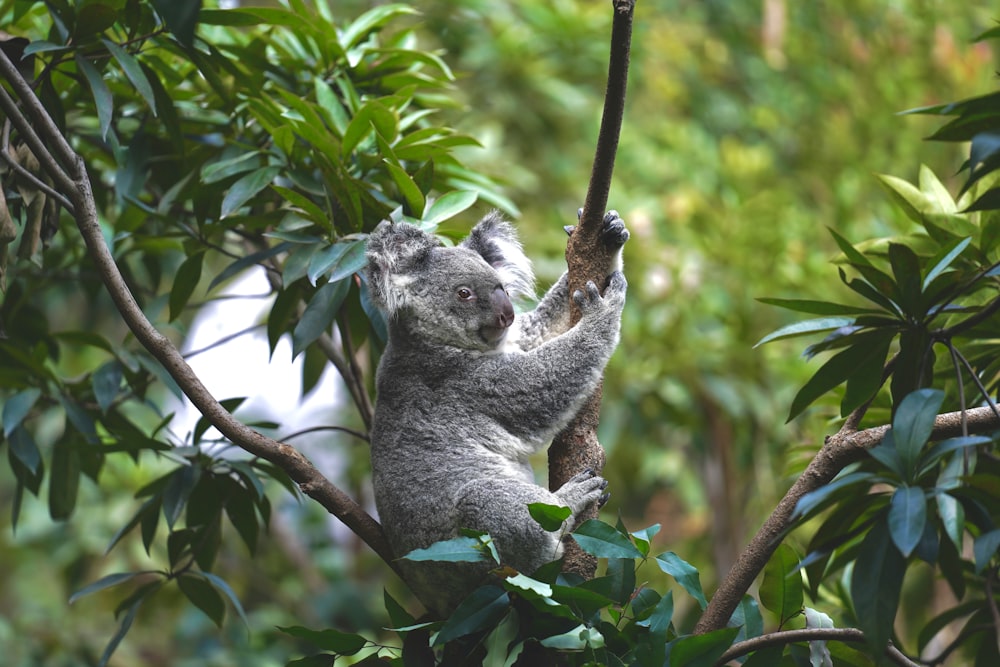 Koalabär tagsüber auf Ast