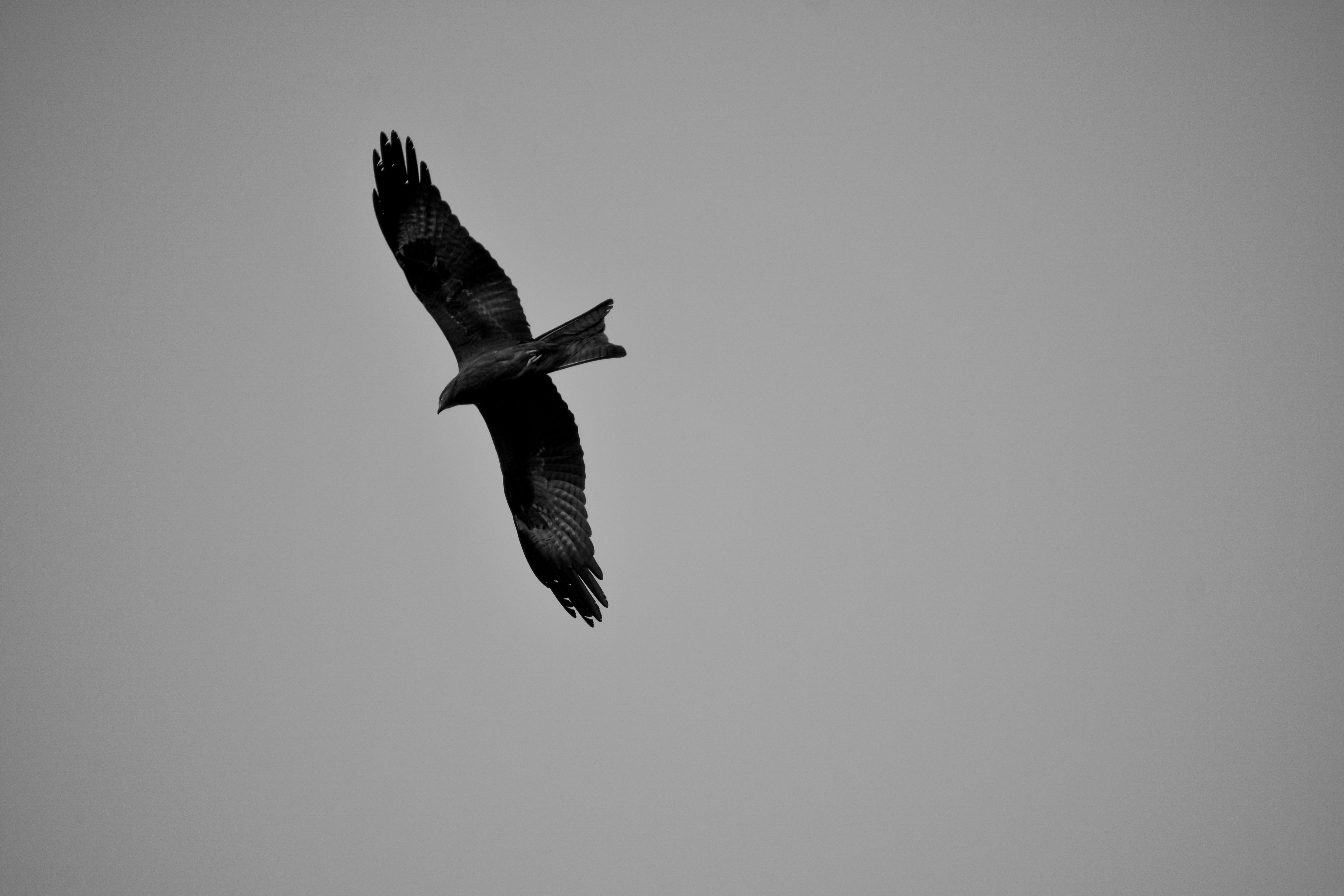 Photo by apeksha_singhwal