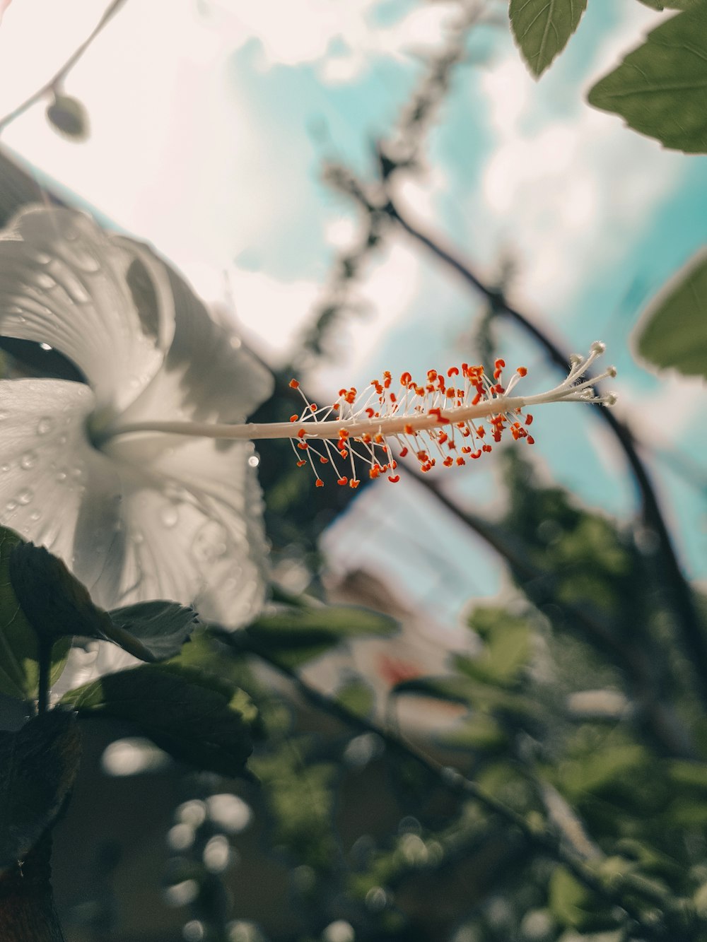 white hibiscus in bloom during daytime