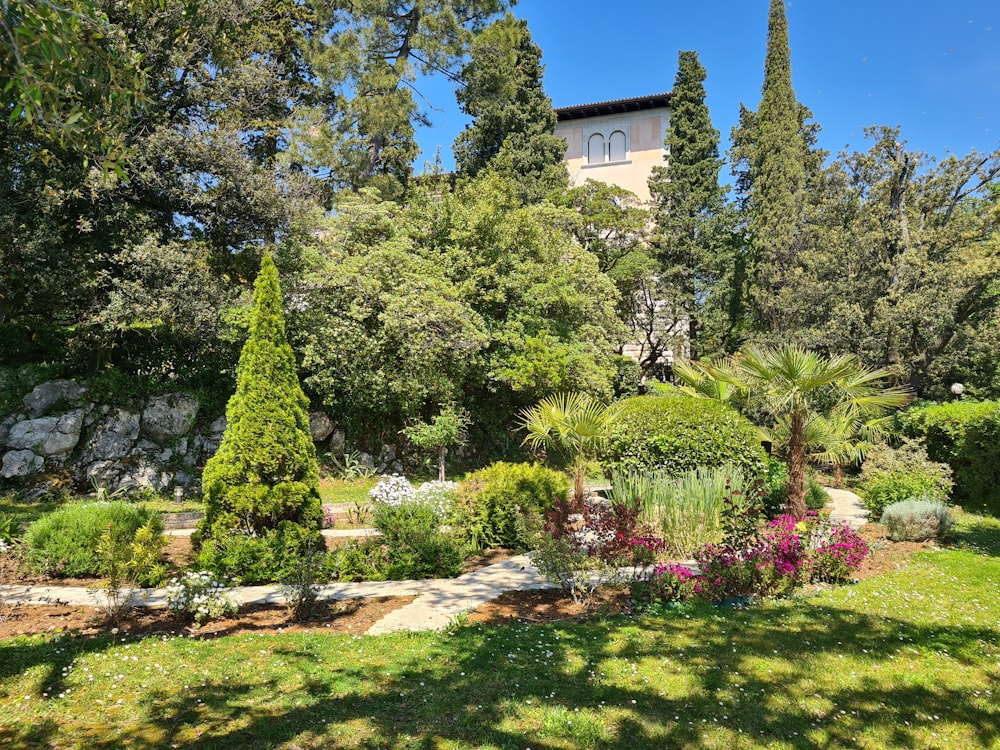 Arbres verts et champ d’herbe verte